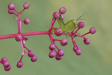 Wall Mural - A young green grasshopper is eating pink showy Asian grapes.
