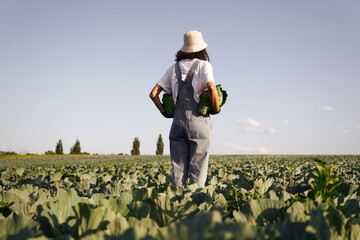 Wall Mural - Back view of female farmer in uniform working in cabbage field during harvest. Agricultural activity