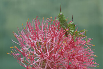 Wall Mural - A young green grasshopper is eating a fully blooming blood lily.
