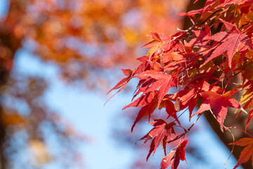 Wall Mural - beautiful maple leaves on the tree in autumn season.