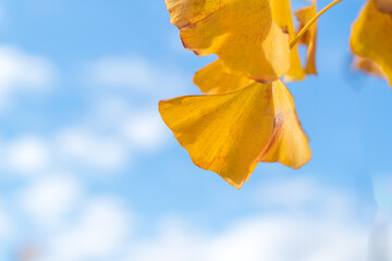 Wall Mural - beautiful yellow ginkgo, gingko biloba tree forest in autumn season.