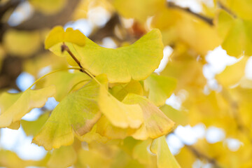 Wall Mural - beautiful yellow ginkgo, gingko biloba tree forest in autumn season.