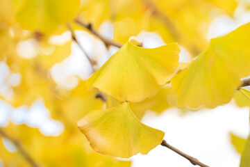 Wall Mural - beautiful yellow ginkgo, gingko biloba tree forest in autumn season.