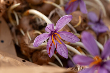 Wall Mural - Flowering saffron Crocus Sativus bulbs with deep red stigmas