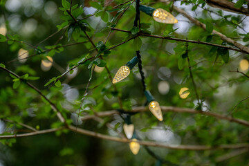 Sticker - cedar lakes, fl