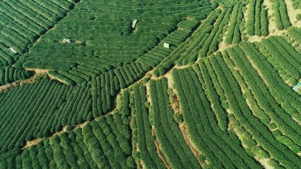 Sticker - Tea tree field aerial view