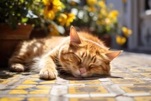 A Ginger Cat Lying On Tiles In A Garden