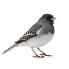 Dark-eyed Junco isolated on transparent background