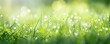 © Wuttichai - Symphony of nature. Vibrant green meadow bathed in morning sunlight and dew drops. Celestial glow. Bright green embracing warmth of summer