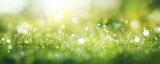 Fototapeta  - Symphony of nature. Vibrant green meadow bathed in morning sunlight and dew drops. Celestial glow. Bright green embracing warmth of summer