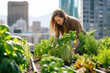 Young woman gardening on sunny urban rooftop