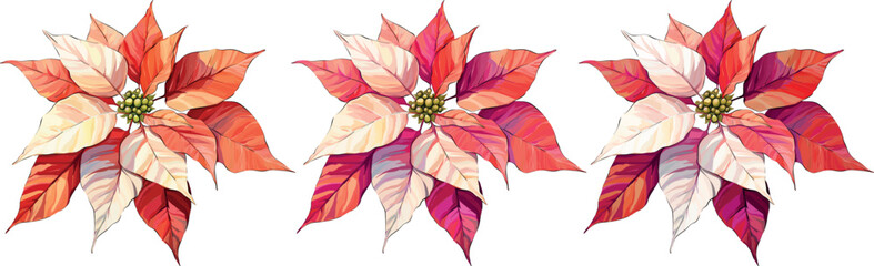 Wall Mural - Christmas flower red poinsettia. Vector illustration. Festive flower