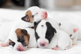Fototapeta Koty - Group of Newborn Puppies lying on blanket
