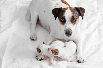 Wall Mural - Mom Dog with newborn Puppy resting at bed