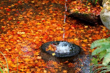 Wall Mural - View of colorful Japanese maple leaves fallen all over a pond and the water from a bamboo pipe dripping into a stone basin in the pond of a courtyard garden in Kyoto, Japan