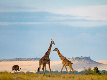 Masai Giraffe (Giraffa Camelopardalis Tippelskirchii) And Ostrich In The Background In Serengeti National Park; Kogatende, Tanzania