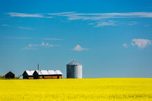 Golden Canola Field With Wooden Barn, Metal Grain Bin, Blue Sky And Clouds, West Of High River, Alberta; Alberta, Canada