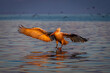 Pelican making water landing on still lake