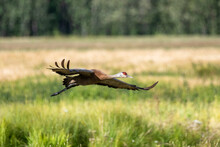 Sandhill Crane (Antigone Canadensis) Flying Low Over The Open Fields Of A Waterfowl Refuge; Fairbanks, Alaska, United States Of America