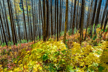 Hillside Of A Burned Forest With Colourful Fall Undergrowth In Waterton Lakes National Park; Waterton, Alberta, Canada