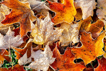 Close Up Of Colourful Decomposing Maple Leaves In The Fall With Frost Of Frozen Droplets; Flesherton, Ontario, Canada