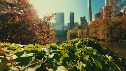 Poster - New York City Central Park in slow motion