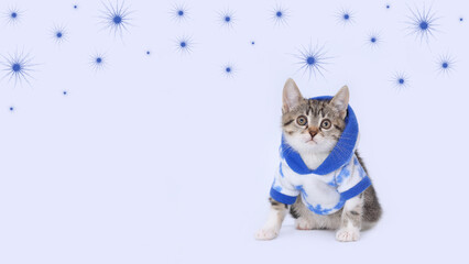 Wall Mural - Tiny Kitten in Christmas festive outfit. Little Kitten in winter warm clothes on a white background. Pet care concept. Kitten looks at the camera. Starry sky. SnowflakesHappy New Year. Holiday 