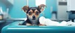 Pet check up at the veterinary clinic with a small dog on the operating table and a veterinarian providing healthcare Copy space image Place for adding text or design