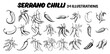 Collection of drawn jalapeño chillis. Sketch illustration