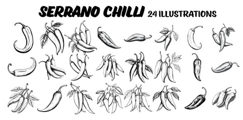 collection of drawn jalapeño chillis. sketch illustration