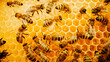 Extreme close-up video of bees producing honey in honeycombs in multiple beehives. Hard-working bees making flavorful, pleasing honey. Apiculture sector. Beekeeping concept.