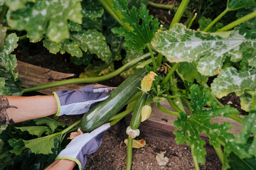 Wall Mural - Close-up of woman hands picking zucchini at vegetable garden