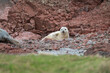 Grey Seal pup on the rocky beach at St Abbs Head, Scotland, UK