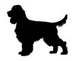 Standing Cocker spaniel Dog silhouette. Vector illustration