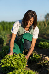 Wall Mural - Woman working in her vegetable garden