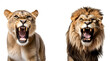 Angry Lion and Aggressive Lioness: Savannah Predators Set, Isolated on Transparent Background, PNG