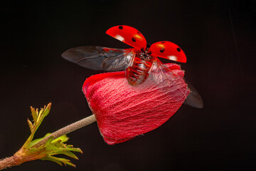 Wall Mural - 
Macro shots, Beautiful nature scene.  Beautiful ladybug on leaf defocused background
