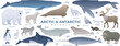 Arctic and antarctic animals set. Minimalistic vector illustrations of white continent wildlife. South pole mammals collection isolated. Snowy owl, polar bear, caribou, blue whale, orca.