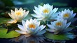white lotus lilies in a natural pond. Highlight the blooming water lily flowers with their reflections on the calm and dark water surface.