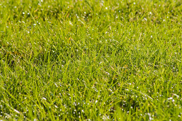 Wall Mural - green background, in the photo there is green grass in the meadow close-up