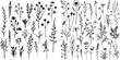 herb floral flower leaf nature plant graphic meadow silhouette drawing