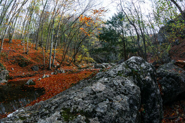 Sticker - Autumn forest