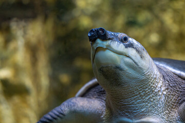 Sticker - A freshwater turtle with a pig's snout.