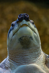 Sticker - A freshwater turtle with a pig's snout.