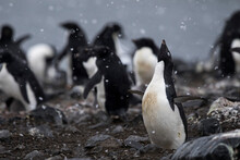 Penguins In Antarctica
