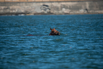 Wall Mural - man swimming race horse at the beach