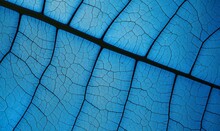 Blue Leaf Texture. Blue Leaf Texture With Cell, Autumn, Leaf Background Macro