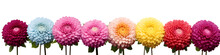 Row Of Dahlia Flowers Banner Isolated On Transparent Background - Floral Design Element PNG Cutout