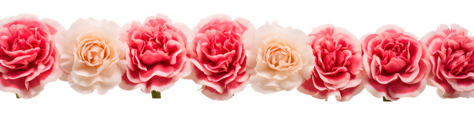 Wall Mural - row of carnation flowers banner isolated on transparent background - floral design element PNG cutout