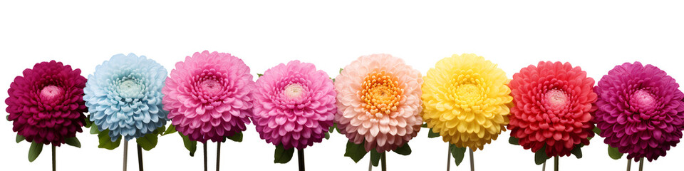 Wall Mural - row of dahlia flowers banner isolated on transparent background - floral design element PNG cutout